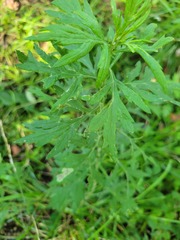 Calycomyza artemisiae