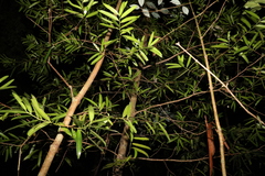 Podocarpus elatus