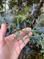 Ludwigia alata