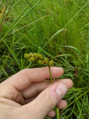 Carex tribuloides tribuloides