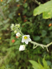 Echinopepon racemosus