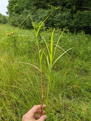 Carex tribuloides tribuloides