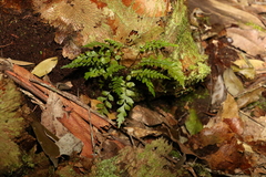 Asplenium polyodon