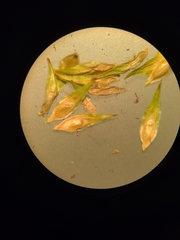 Carex tribuloides tribuloides