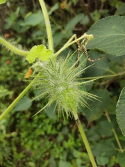 Echinopepon racemosus