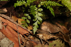 Asplenium polyodon