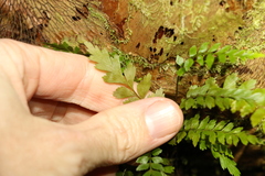 Asplenium polyodon