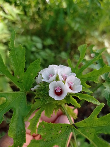 Malachra radiata