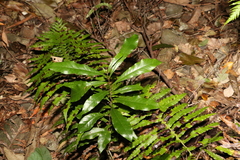 Eupomatia bennettii