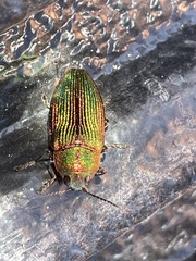 Buprestis intricata