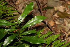 Eupomatia bennettii