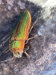 Buprestis intricata