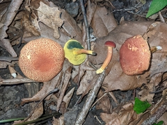 Boletus fraternus