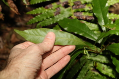 Eupomatia bennettii