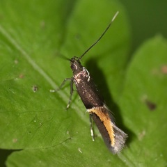 Enchrysa dissectella