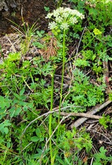 Ligusticum tenuifolium