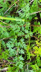 Ligusticum tenuifolium