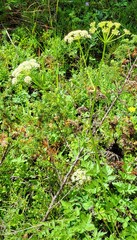 Ligusticum tenuifolium