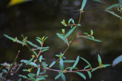 Ludwigia alata