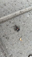 Eucryptorrhynchus scrobiculatus