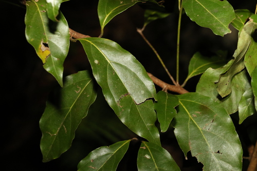 Image of Endiandra mulleri by (c) Greg Tasney, some rights reserved (CC BY-SA)