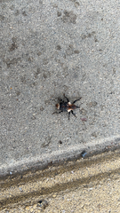 Eucryptorrhynchus scrobiculatus