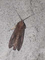 Nystalea superciliosa