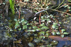 Ludwigia alata
