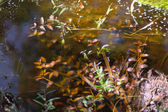 Ludwigia alata