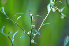 Ludwigia alata