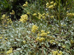 Eriogonum marifolium