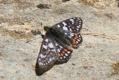 Euphydryas cynthia