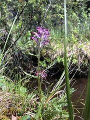 Pedicularis sudetica
