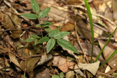 Derris involuta