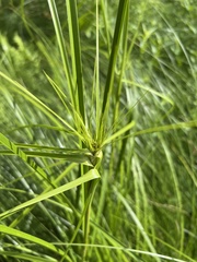 Carex muskingumensis