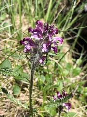 Pedicularis sudetica
