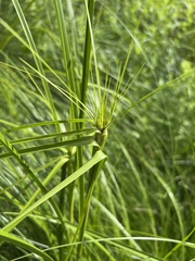 Carex muskingumensis