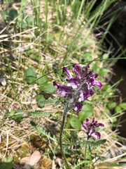 Pedicularis sudetica
