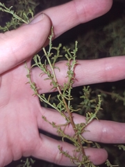 Artemisia campestris