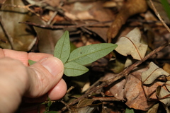 Derris involuta