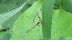 Agriocnemis femina oryzae
