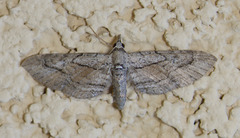 Eupithecia placidata