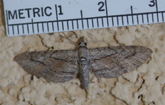 Eupithecia placidata
