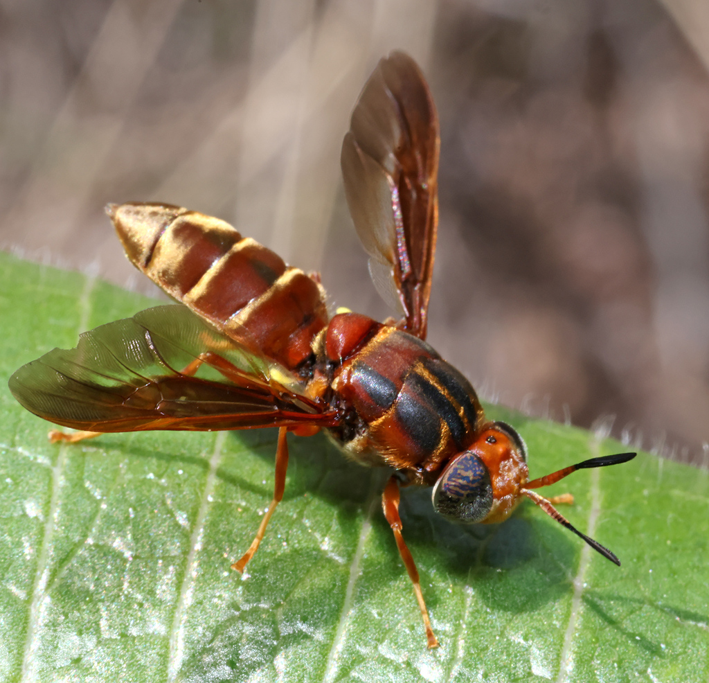 Agave Fly