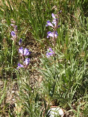 Penstemon leiophyllus leiophyllus