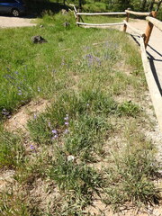 Penstemon leiophyllus leiophyllus