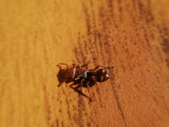 Cephalotes umbraculatus