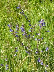 Penstemon leiophyllus