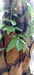 Piper tuberculatum