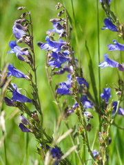 Penstemon leiophyllus